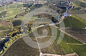 Vineyards in autumn in the Piedmont region