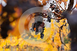 Vineyards autumn ripening. Ripe grapes