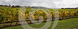 Vineyards autumn of Saint-Emilion south west of France near Bordeaux