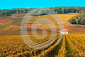 Vineyards in the autumn season, Burgundy, France