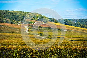 Vineyards in the autumn season, Burgundy, France