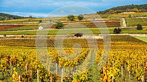 Vineyards in the autumn season, Burgundy, France