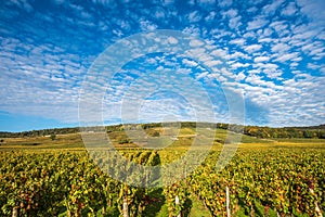 Vineyards in the autumn season, Burgundy, France