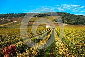 Vineyards in the autumn season, Burgundy, France