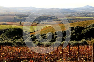 Vineyards in Autumn