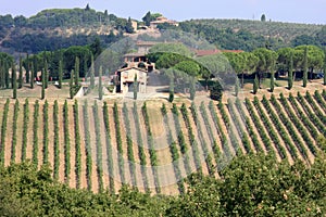 Vineyards of Badia di Passignano, Tuscany, Italy