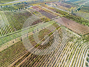 Vineyards in Bairrada