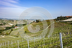 The vineyards of Barbaresco, Piedmont.