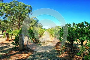 Vineyards from the Barossa Valley in South Australia