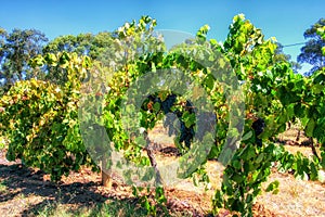 Vineyards from the Barossa Valley in South Australia