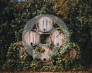 Vineyards . Barrels of wine between yard