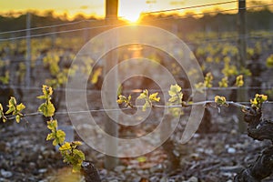 Into vineyards of Beaujolais during sunrise, Burgundy, France