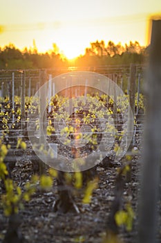 Into vineyards of Beaujolais during sunrise, Burgundy, France