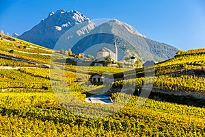 vineyards below church at Conthey, Sion region, canton Valais, S