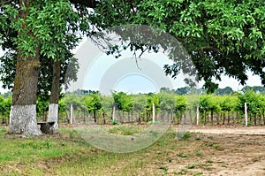 Vineyards. Bench under big tree