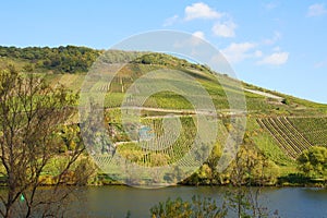 Vineyards briedeler herzchen