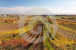 Vineyards of Burgenland