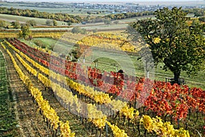 Vineyards in Burgenland Austria