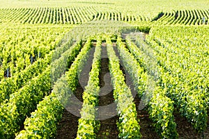 Vineyards, Burgundy