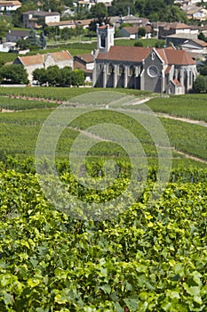 Vineyards in Burgundy, France.