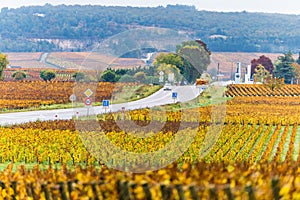 Vineyards in Burgundy, France. Autumn colors