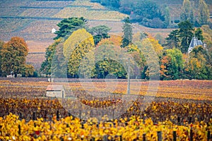 Vineyards in Burgundy, France. Autumn colors