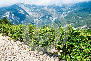 Vineyards bushes on plantation ripen against background of mountains and rocks on clear day