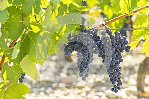 Vineyards with Cabernet Sauvignon near Chateau Dauzac, Margaux, Medoc, Bordeaux, Aquitaine, France