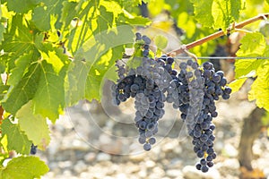 Vineyards with Cabernet Sauvignon near Chateau Dauzac, Margaux, Medoc, Bordeaux, Aquitaine, France