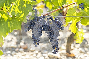 Vineyards with Cabernet Sauvignon near Chateau Dauzac, Margaux, Medoc, Bordeaux, Aquitaine, France photo