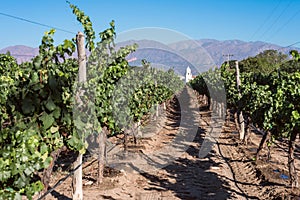 Vineyards in Cafayate