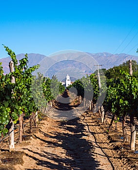 Vineyards in Cafayate