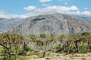 Vineyards in Cafayate, Argentina