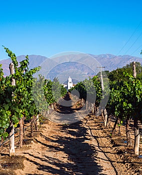 Vineyards in Cafayate photo