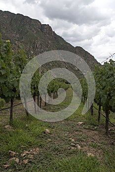 Vineyards in Cafayate, Salta, Argentina