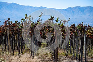 Vineyards in Cafayate, Salta, Argentina