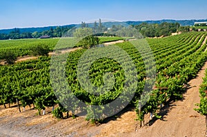 Vineyards in California