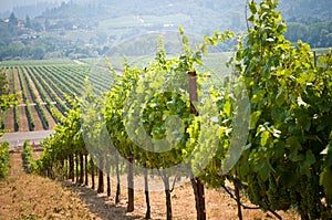 Vineyards in California