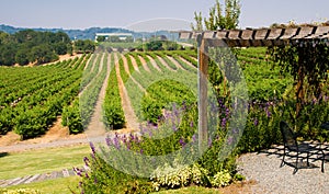 Vineyards in California photo