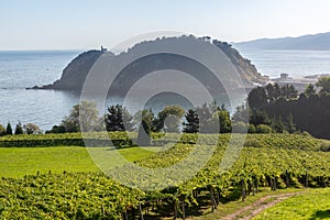 Vineyards with the Cantabrian sea in the background, Getaria, Spain photo