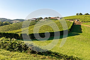 Vineyards with the Cantabrian sea in the background, Getaria, Spain