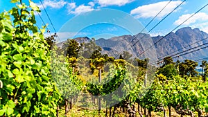 Vineyards of the Cape Winelands in the Franschhoek Valley in the Western Cape of South Africa