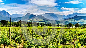 Vineyards of the Cape Winelands in the Franschhoek Valley in the Western Cape of South Africa