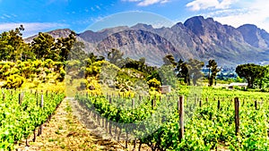 Vineyards of the Cape Winelands in the Franschhoek Valley in the Western Cape of South Africa