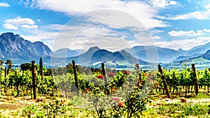 Vineyards of the Cape Winelands in the Franschhoek Valley in the Western Cape of South Africa