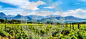 Vineyards of the Cape Winelands in the Franschhoek Valley in the Western Cape of South Africa