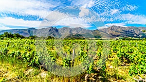 Vineyards of the Cape Winelands in the Franschhoek Valley in the Western Cape of South Africa, amidst the surrounding Drakenstein