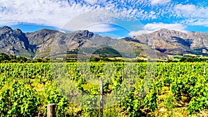 Vineyards of the Cape Winelands in the Franschhoek Valley in the Western Cape of South Africa, amidst the surrounding Drakenstein