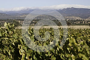 Vineyards of Castile-La Mancha