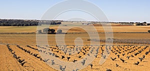 Vineyards in Castilla